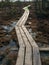 Wooden pathway through swamp wetlands with small pine trees, marsh plants and ponds