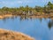 Wooden pathway through swamp wetlands with small pine trees, marsh plants and ponds