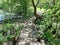 Wooden pathway among trees in Central Park