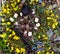 Wooden pentagram, runes and black candles in flowers