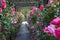 Wooden pergola overgrown with beautiful pink roses. Wooden garden support structure. Trellis. Rose garden. Chorzow, Silesian Park