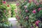 Wooden pergola overgrown with beautiful pink roses. Wooden garden support structure. Trellis. Rose garden. Chorzow, Silesian Park