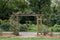 Wooden pergola with vines climbing over it