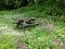 Wooden Picnic Bench Amongst Woodland Flowers