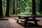 A wooden picnic table in a forest clearing