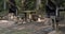 Wooden picnic tables with metal barbeque surrounded by trees in a park.