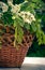 Wooden picturesque basket and a spring bouquet of white wildflowers. A house and a garden