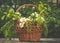 Wooden picturesque basket and a spring bouquet of white wildflowers. Summer Holiday Decorations