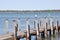 Wooden Pier with Australian Sea Gull