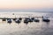 Wooden pier with motor boats, evening, Porec, Croatia