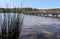 Wooden pier near marsh