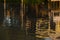 Wooden pier reflected in moving water in the Tigre Delta, in Argentina