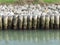 Wooden piles along a canal