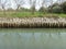 Wooden piles along a canal