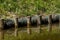 Wooden piles along the canal