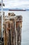 Wooden piles of an old fishing pier with a fixed lifting roller at the mouth of the Columbia River at Pacific ocean