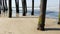 Wooden piles under pier in California USA. Pilings, pylons or pillars below bridge. Ocean waves tide