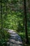 wooden plank footh path boardwalk in green foliage sourroundings