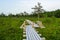 Wooden plank footpath in forest for hiking in wild nature