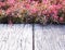 Wooden plank footpath and red small plant