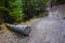 Wooden plank at trek to Beyal camp