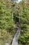 Wooden plank walkway on trail