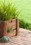 Wooden planter with fern and Echeveria