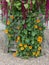 Wooden planter with late summer flowers