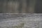 Wooden podium. A natural wooden pedestal of gray color on a blurry background.