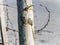 Wooden pole on beach with rustic barbwire