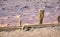 Wooden pole in pink salt lake. concept of scenic azov, beta-carotene, sunny background, fossil, arabat beli, halite