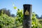 Wooden pole with a sign against a backdrop of a lush vineyard