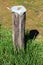 Wooden pole used for temporary sitting with metal cap on top nailed with rusted nails surrounded with high grass and small stream