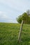 A wooden pole in a wire fence surrounding a grazing land or pastures  full of  buttercups in blossom