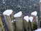 Wooden poles covered with snow