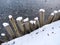 Wooden poles covered with snow