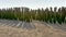 Wooden poles for the cultivation of bouchot mussels on the beach of Wissant