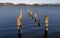 Wooden poles in Massaciuccoli Lake from Torre del Lago Puccini, Lucca, Tuscany, Italy