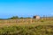 Wooden poles with stretched metal wire support the vineyard lit by evening light. Medieval shed on the field. Blue sky. Art photo.