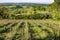 Wooden poles with stretched metal wire support the vineyard in sunny day. Vineyards agriculture in spring. Soft focus.