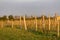 Wooden poles with stretched metal wire support the vineyard. Young leaves on an old french vine lit by evening light. Toned image.