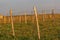 Wooden poles with stretched metal wire support the vineyard. Young leaves on an old french vine lit by evening light. Toned image.