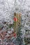 Wooden post with traffic reflectors covered in ivy and hoar frost