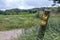 Wooden post with two yellow plaque, arrows pointing the way, hiking trail between Dutch farmland meadows