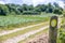 Wooden post with a yellow plaque, arrow pointing the way, hiking trail between Dutch farmland meadows