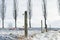 Wooden posts with red isolator in the winter season