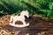 Wooden puzzle in the form of a handmade horse on the background of the forest.