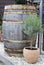 Wooden rain barrel and lavender tree