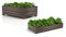 Wooden Raised Garden Beds with green plants 3D Rendering