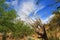 Wooden Ribs of a Dead Saguaro Cactus